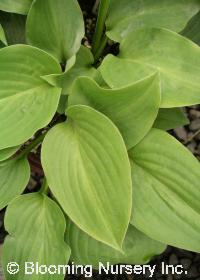 Hosta 'Candy Hearts'